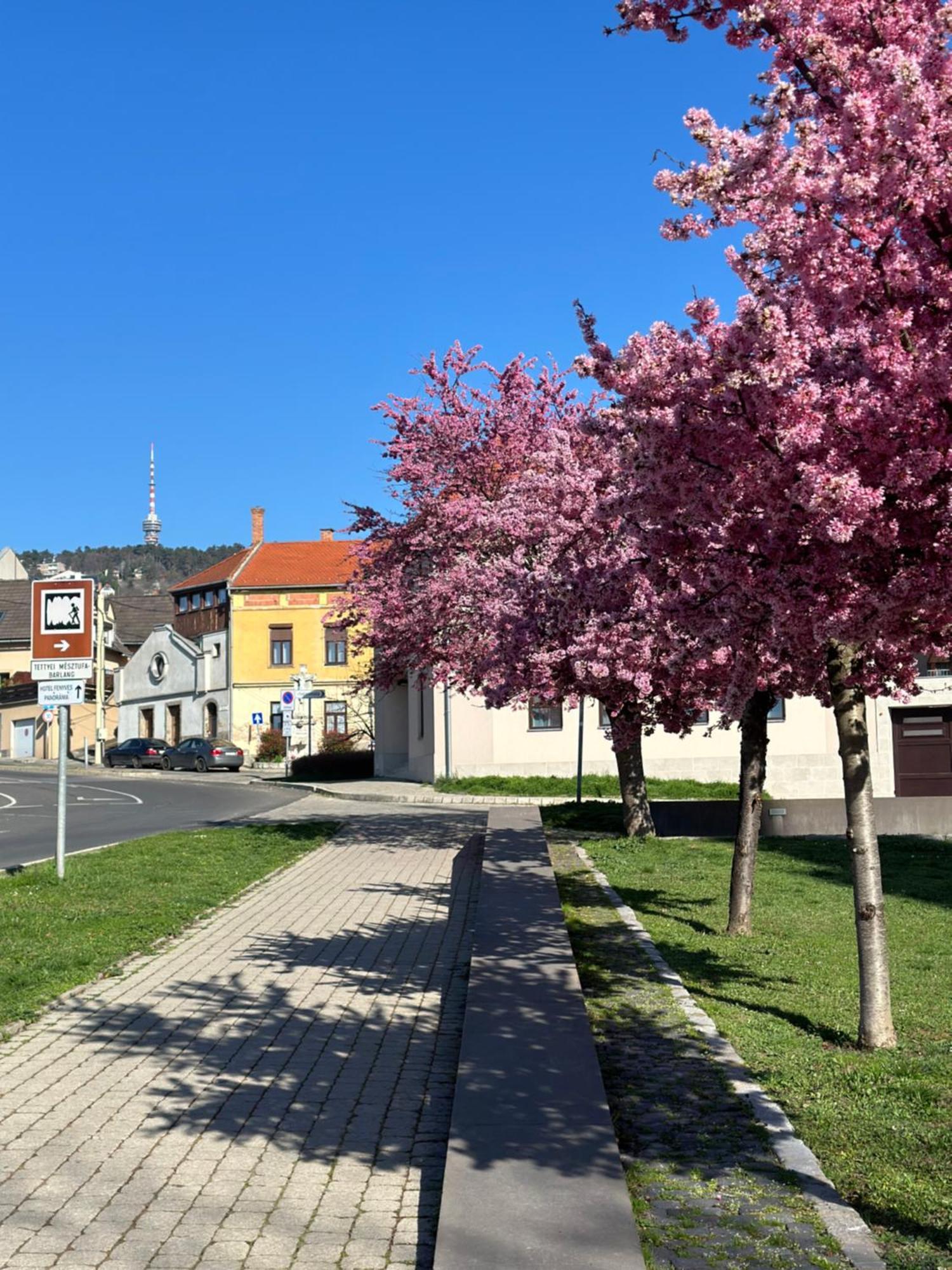 M18 - Csak Egy Lepes A Toertenelmi Belvaros - Free Parking Pécs Esterno foto