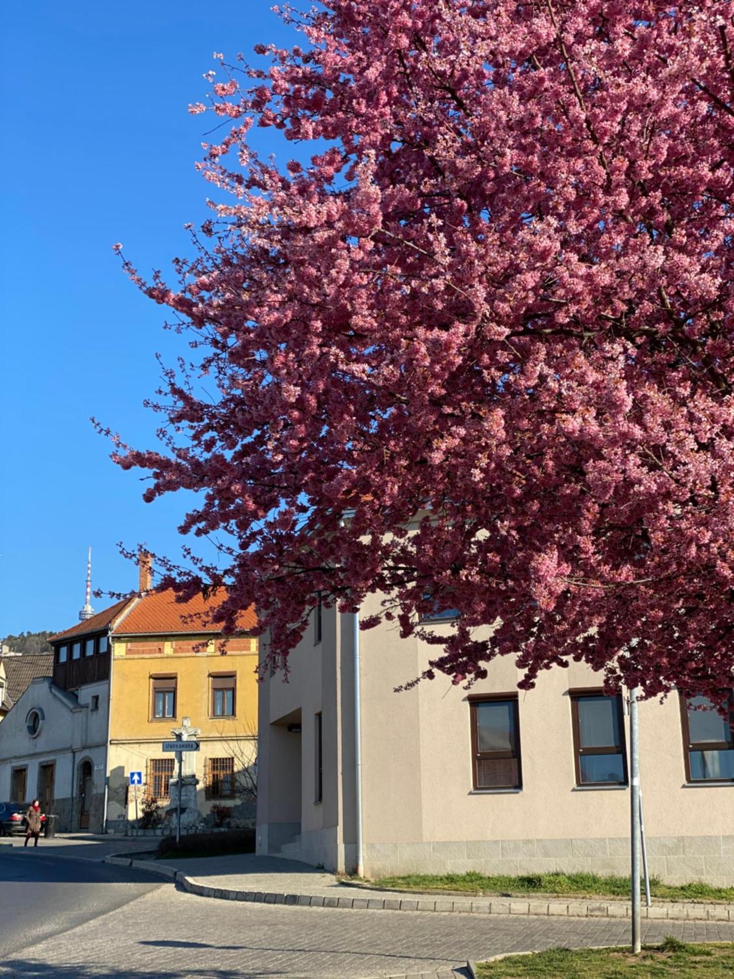 M18 - Csak Egy Lepes A Toertenelmi Belvaros - Free Parking Pécs Esterno foto